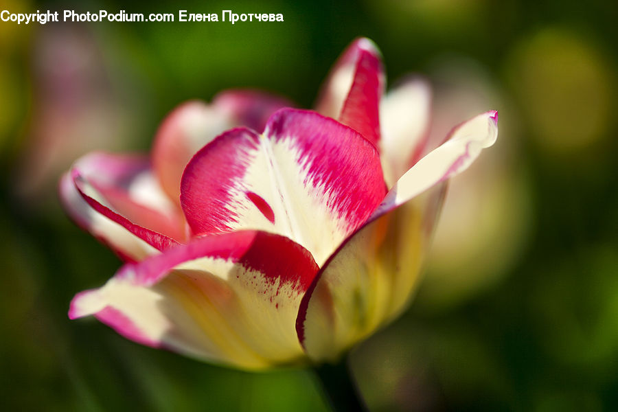 Flora, Flower, Gladiolus, Plant, Blossom, Carnation, Petal