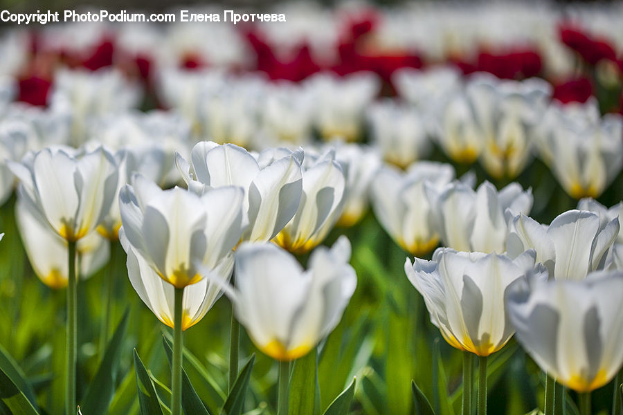 Blossom, Flora, Flower, Plant, Tulip, Crocus, Lily