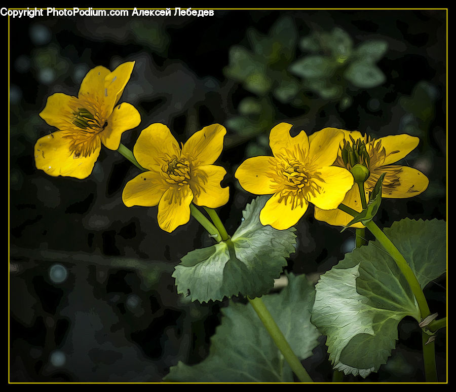 Blossom, Flora, Flower, Plant, Geranium, Petal, Asteraceae