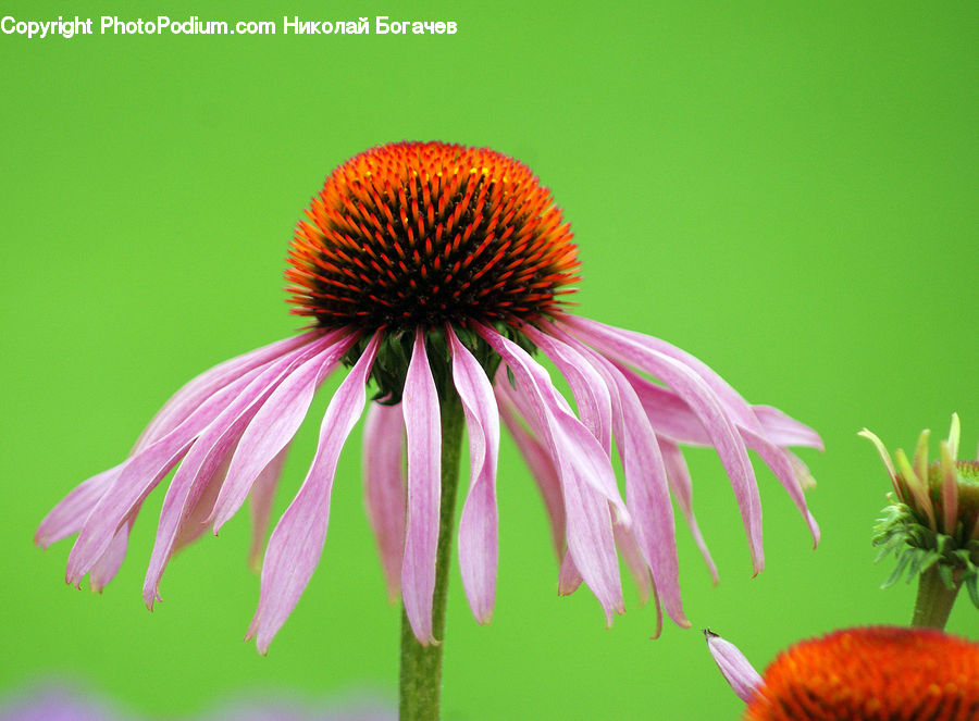 Blossom, Flora, Flower, Geranium, Plant, Petal, Potted Plant