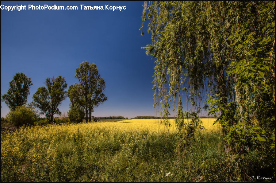 Field, Grass, Grassland, Land, Outdoors, Plant, Meadow
