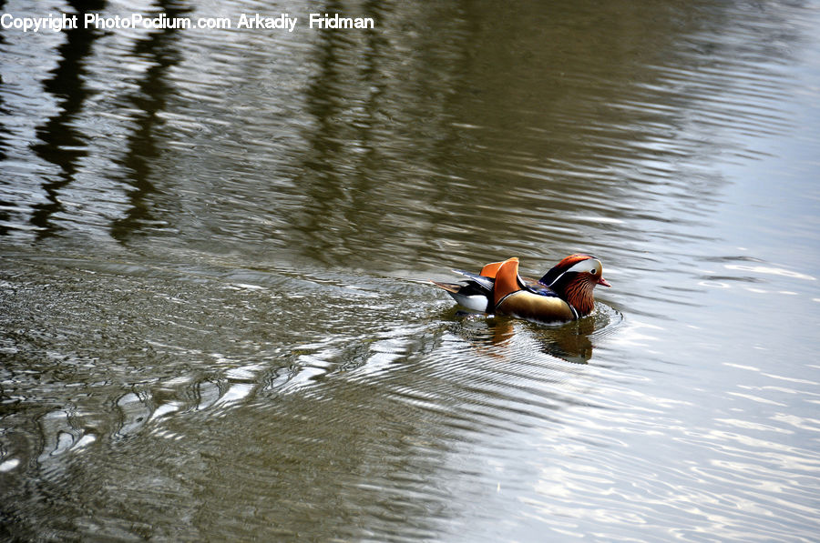 Bird, Duck, Teal, Waterfowl, Land, Marsh, Pond