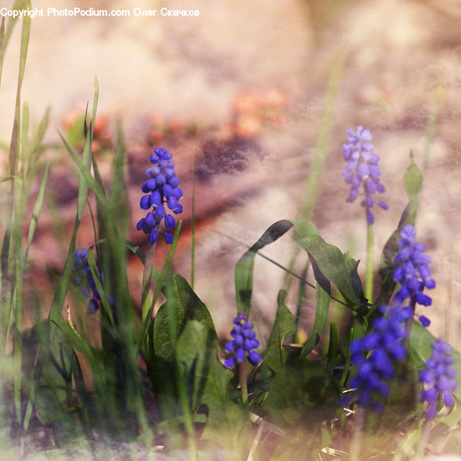 Flower, Lupin, Plant, Blossom, Crocus, Flora, Geranium