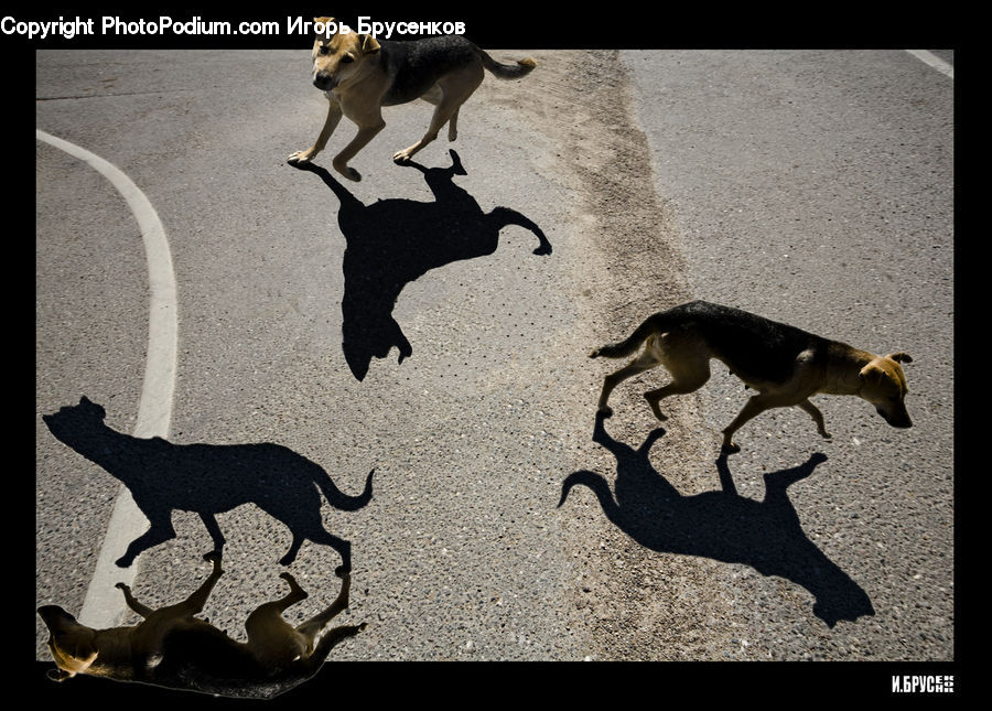 Animal, Beagle, Canine, Dog, Hound, Mammal, Pet