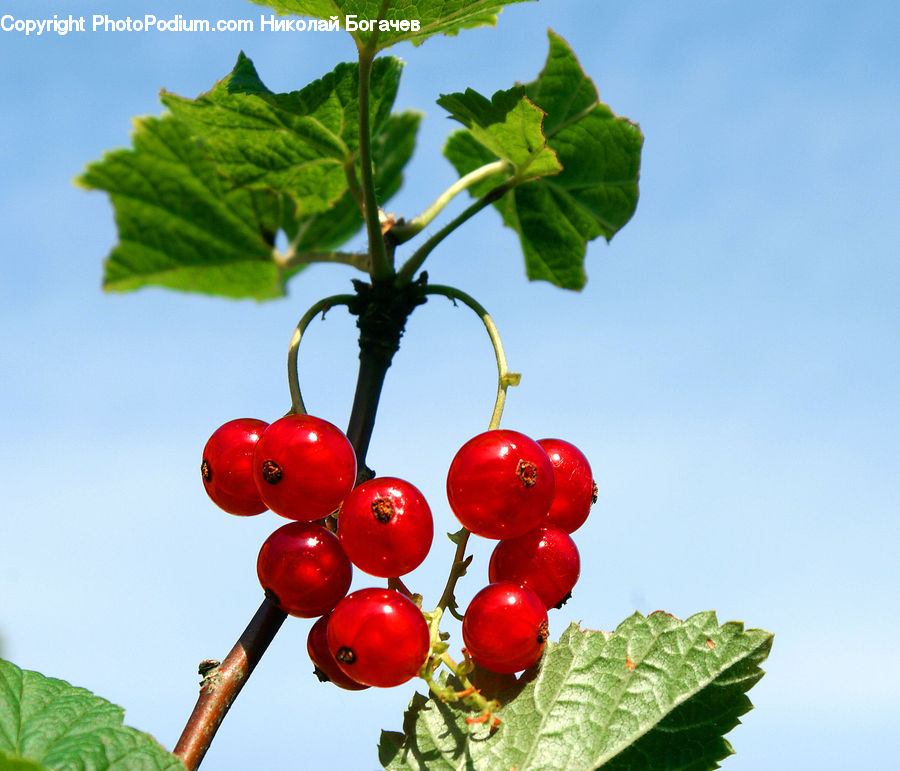 Fruit, Grapes, Cherry, Apple, Plant, Vine, Blossom