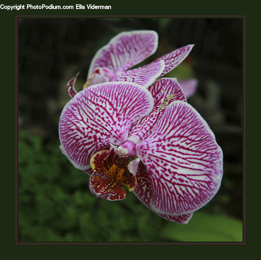 Blossom, Flora, Flower, Orchid, Plant, Geranium, Iris