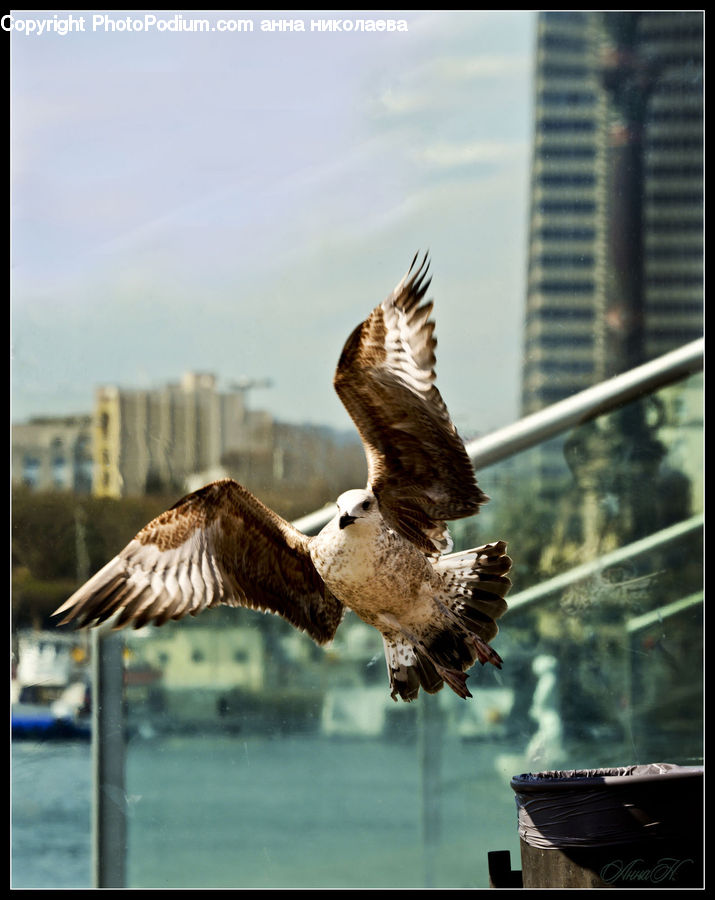 Bird, Buzzard, Harrier, Hawk, Vulture, Goose, Waterfowl