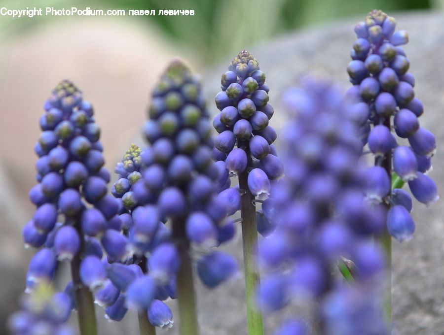 Fruit, Grapes, Flower, Lupin, Plant, Blossom, Flora