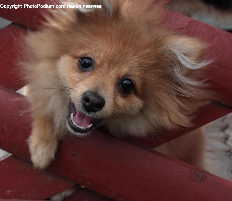 Animal, Canine, Dog, Mammal, Papillon, Pet, Spaniel