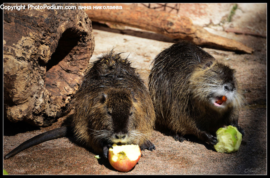 Animal, Beaver, Mammal, Rodent, Eating, Food