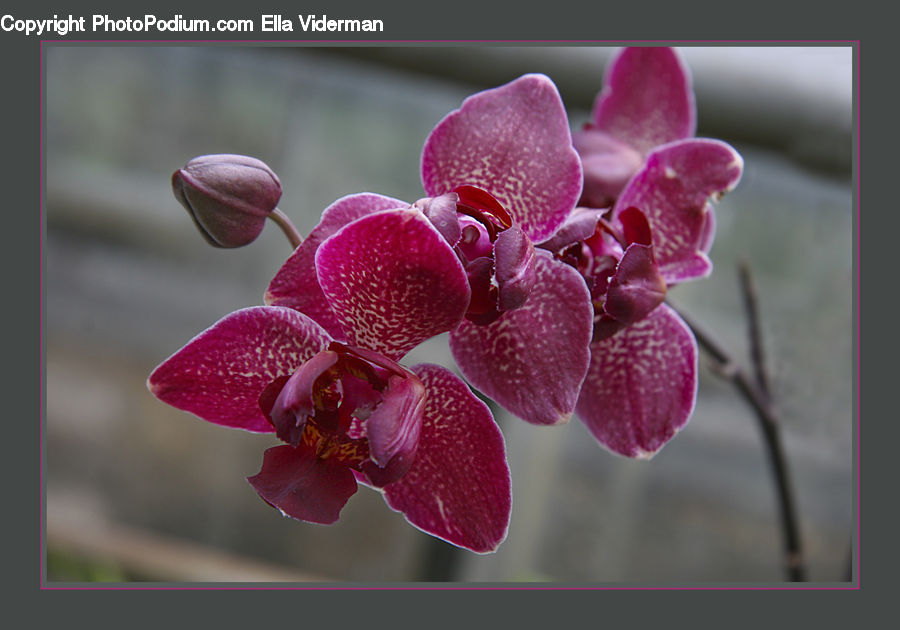 Blossom, Flora, Flower, Plant, Bud, Orchid, Droplet