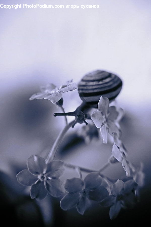 Anther, Flower, Petal, Plant, Blossom, Flora, Geranium