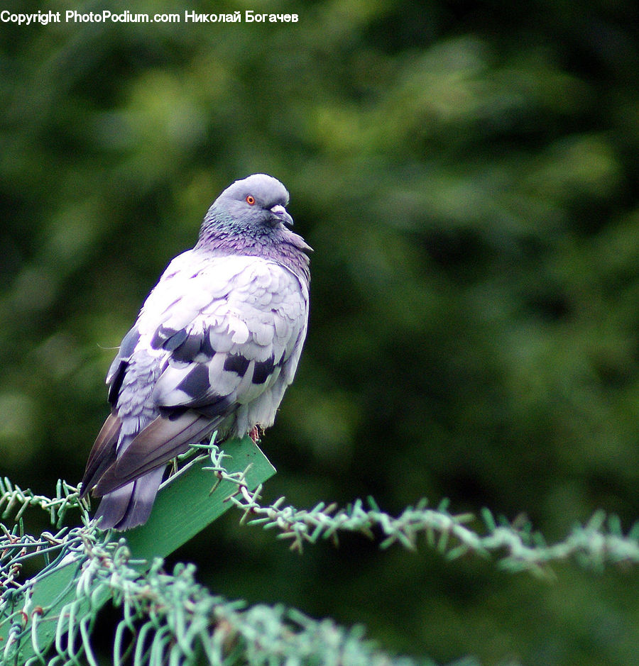 Bird, Dove, Pigeon, Conifer, Fir, Plant, Tree