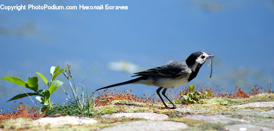 Bird, Blue Jay, Bluebird, Jay, Beak, Field, Grass