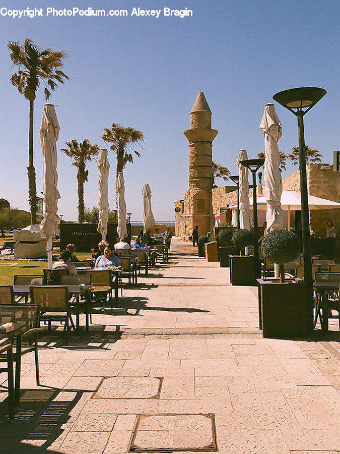 Bench, Plant, Potted Plant, Palm Tree, Tree, Ancient Egypt, Patio