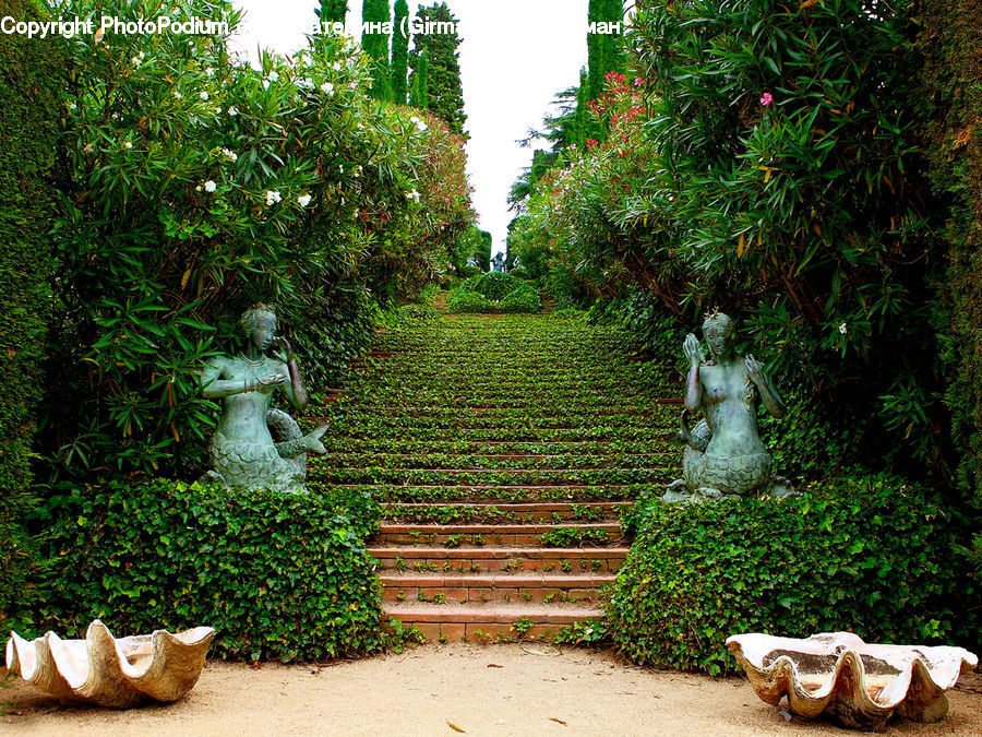 Ivy, Plant, Vine, Potted Plant, Path, Road, Walkway