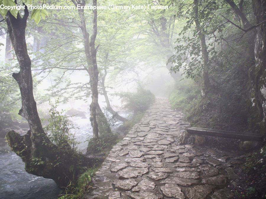 Dirt Road, Gravel, Road, Forest, Jungle, Vegetation, Rainforest