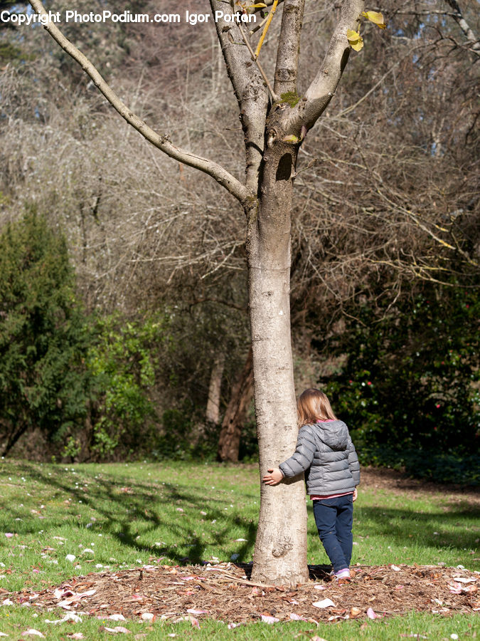 People, Person, Human, Birch, Tree, Wood, Outdoors