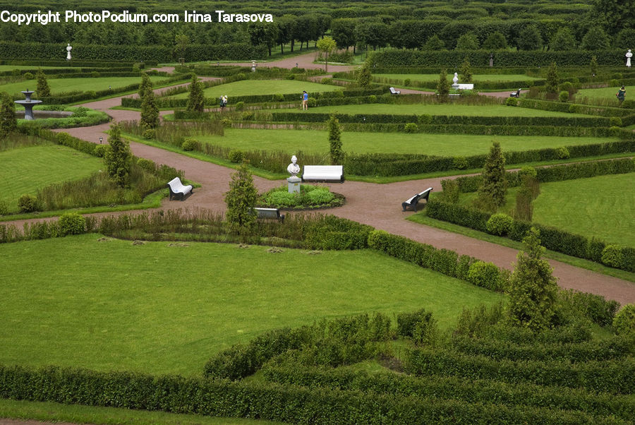 Conifer, Fir, Plant, Tree, Fence, Field, Grass
