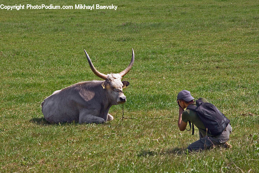 People, Person, Human, Angus, Animal, Bull, Mammal