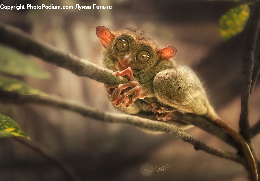 Animal, Mammal, Monkey, Blossom, Flora, Flower, Plant
