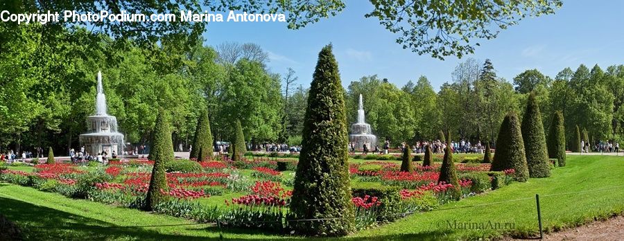 Garden, Park, Blossom, Flora, Flower, Plant, Conifer