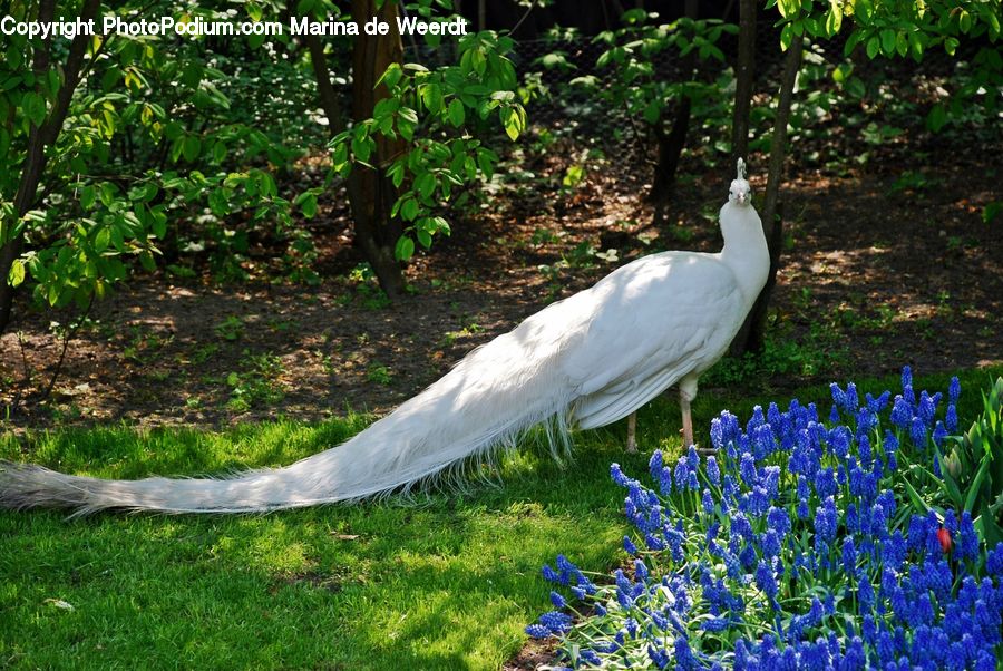 Bird, Crane Bird, Heron, Cockatoo, Parrot, Field, Grass
