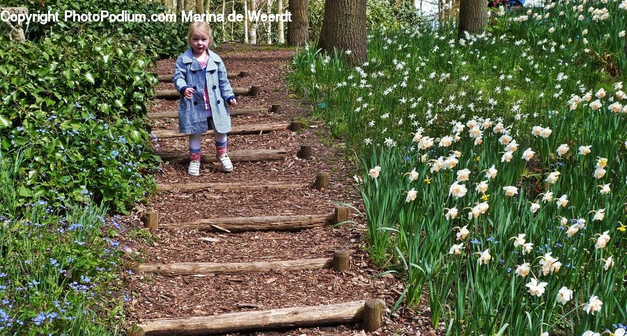 People, Person, Human, Blossom, Daffodil, Flora, Flower