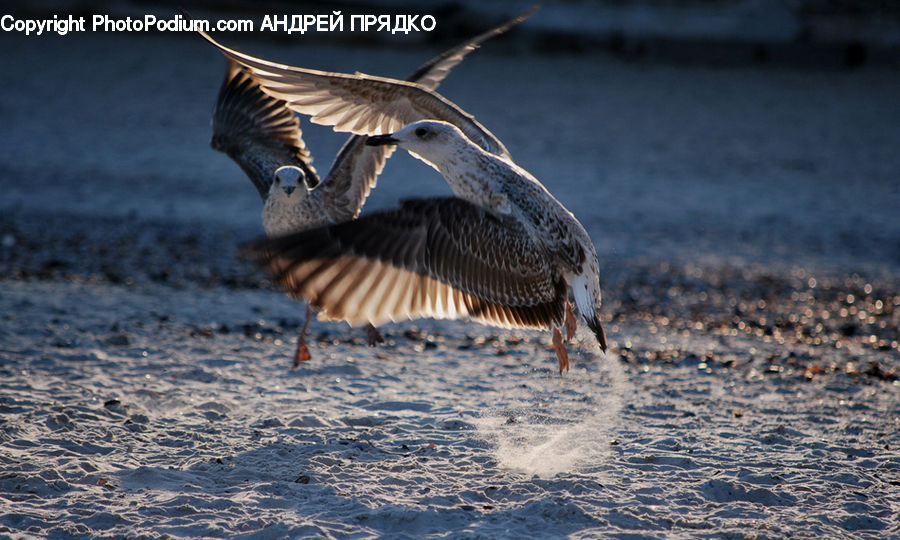 Bird, Seagull, Crane Bird, Heron, Booby, Goose, Waterfowl