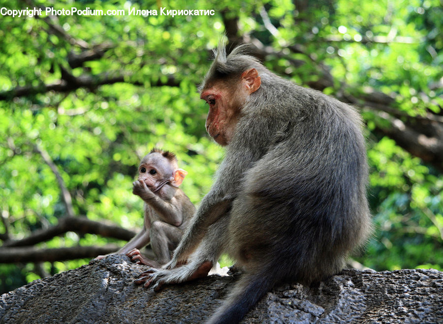 Animal, Baboon, Mammal, Monkey, Tree Trunk, Soil, Rock