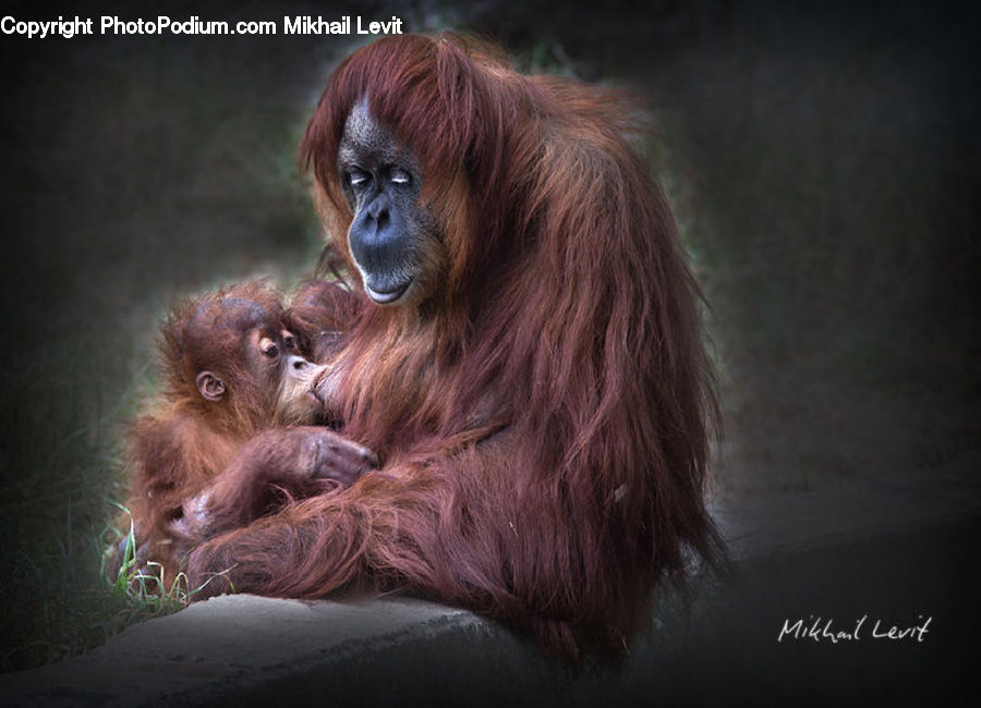 Animal, Mammal, Monkey, Orangutan, Ape