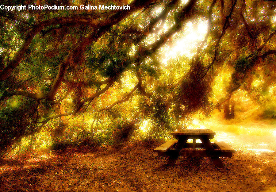 Bench, Forest, Jungle