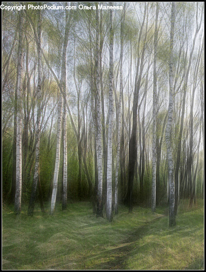 Birch, Tree, Wood, Field, Grass, Grassland, Plant