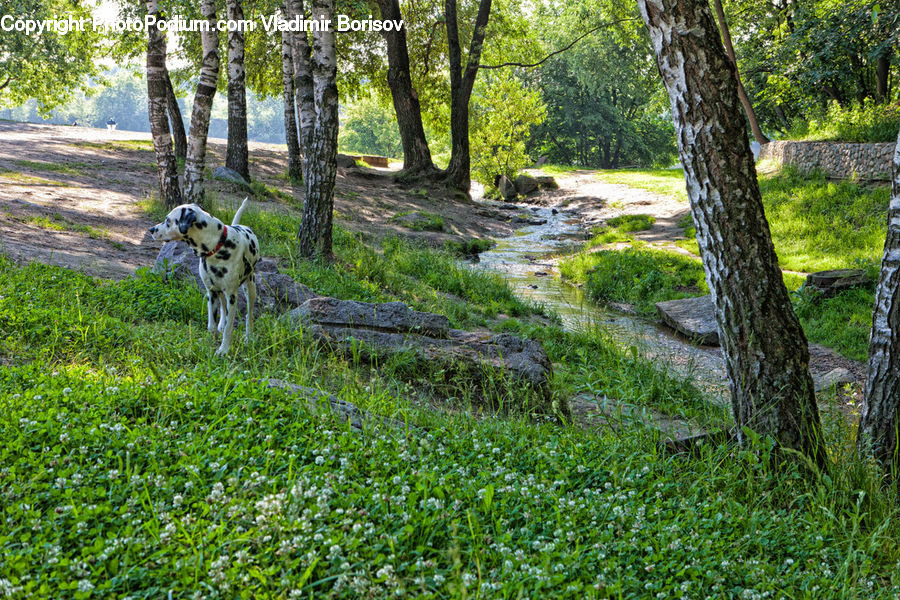 Animal, Canine, Dalmatian, Dog, Mammal, Pet, Forest