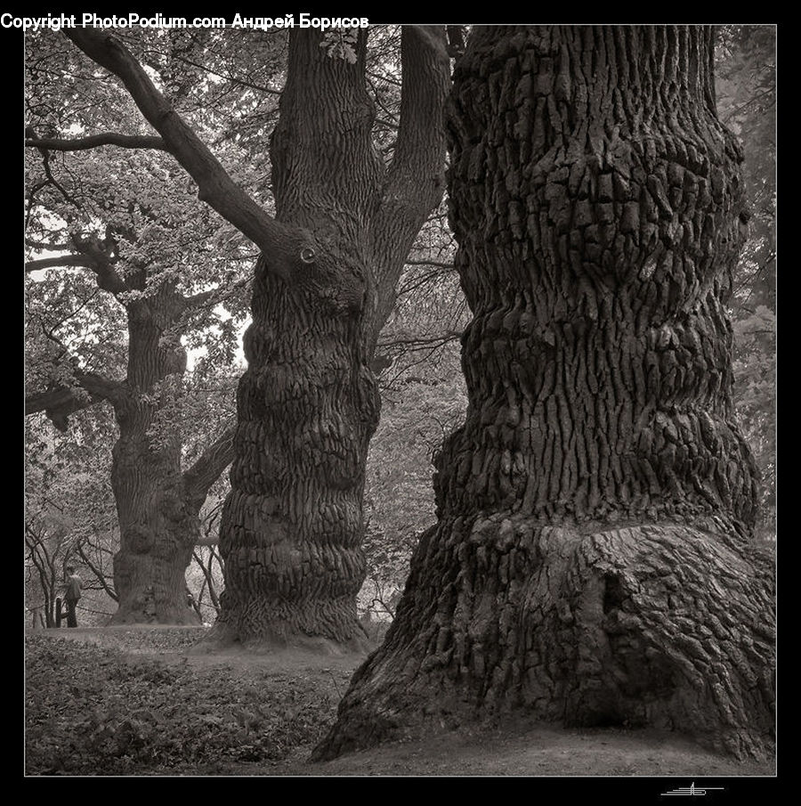 Plant, Tree, Forest, Vegetation, Oak, Wood, Grove