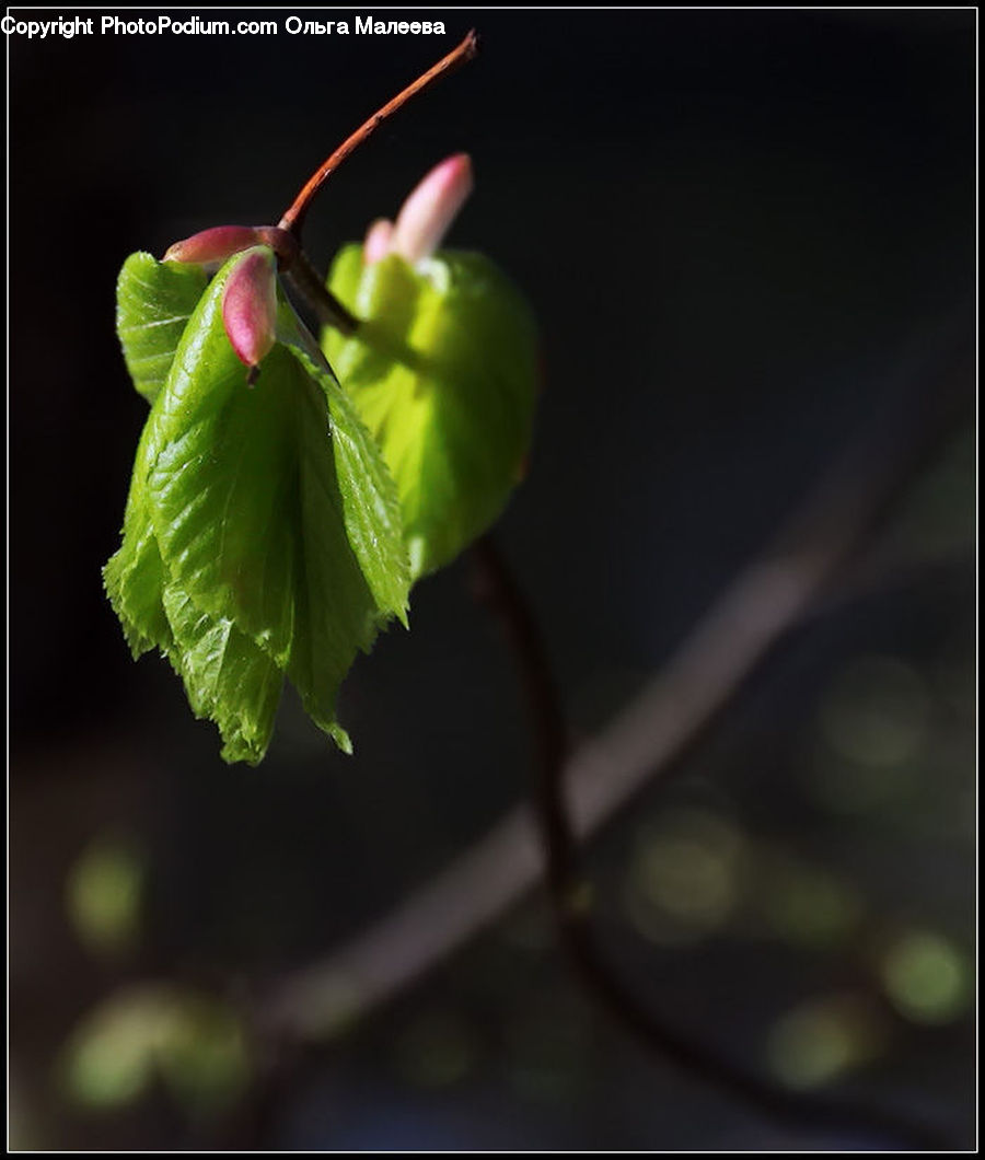 Blossom, Flora, Flower, Geranium, Plant, Cherry, Fruit