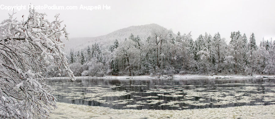 Frost, Ice, Outdoors, Snow, Forest, Vegetation, Plant