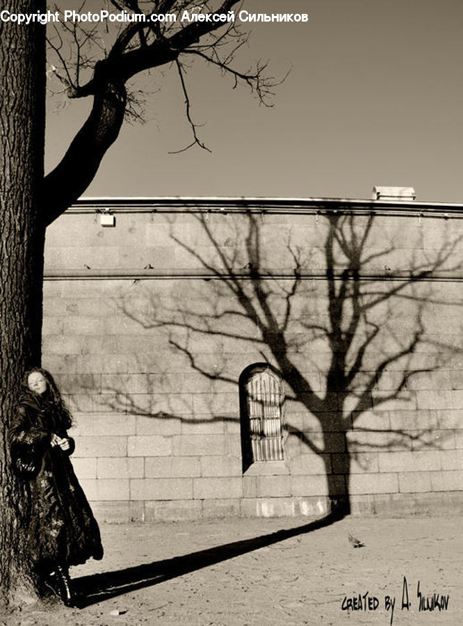 Plant, Tree, Silhouette, Bench, Asphalt, Tarmac, Child