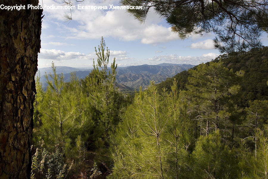 Conifer, Fir, Plant, Tree, Outdoors, Wilderness, Forest
