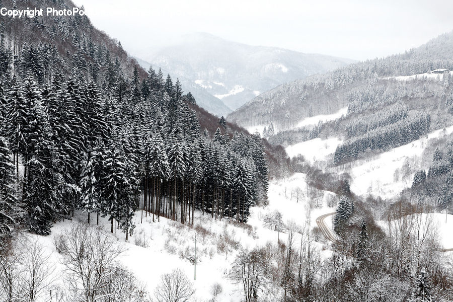 Alps, Crest, Mountain, Peak, Outdoors, Forest, Vegetation
