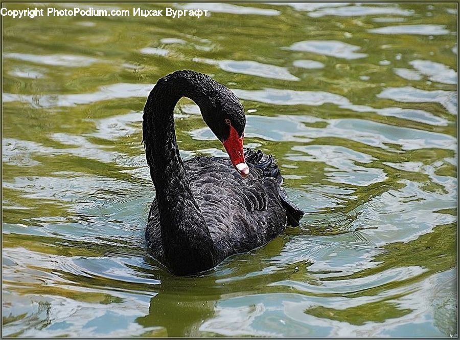 Bird, Black Swan, Swan, Waterfowl