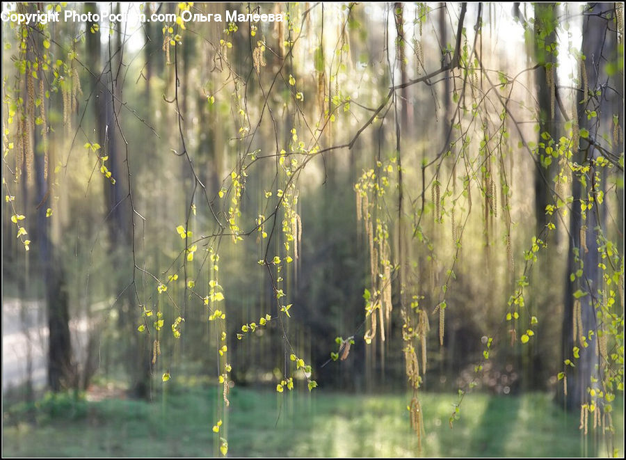 Land, Marsh, Outdoors, Swamp, Water, Forest, Vegetation