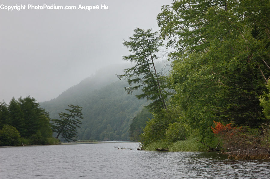 Conifer, Fir, Plant, Tree, Spruce, Wood, Forest