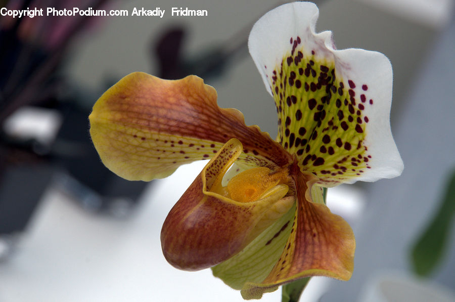 Flora, Flower, Lily, Plant, Blossom, Orchid, Geranium