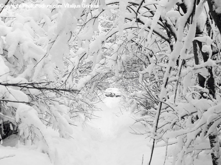 Ice, Outdoors, Snow, People, Person, Human, Plant