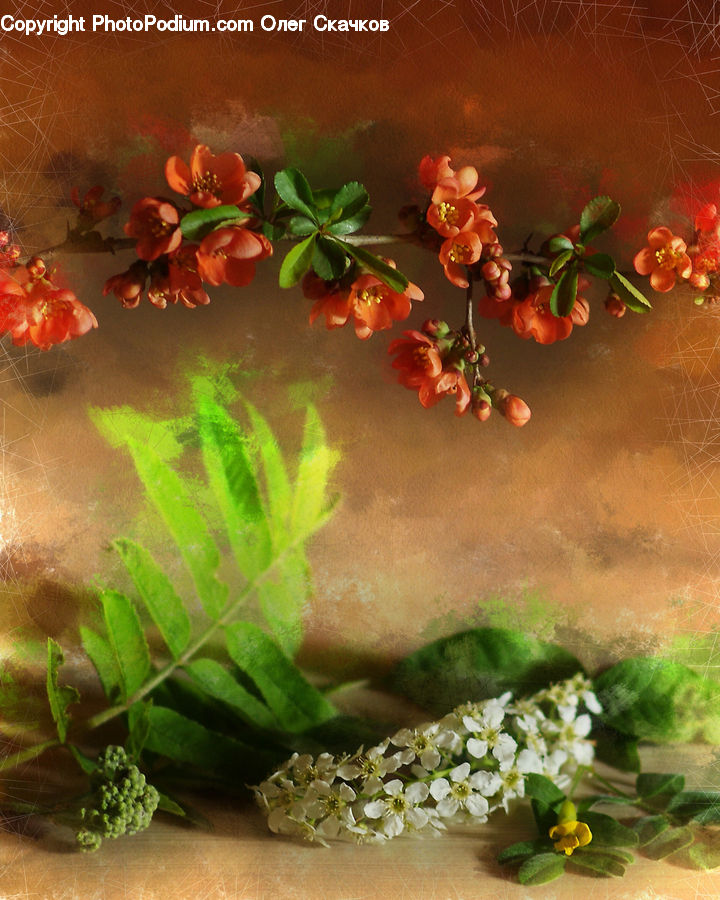 Plant, Potted Plant, Floral Design, Blossom, Flora, Flower, Geranium
