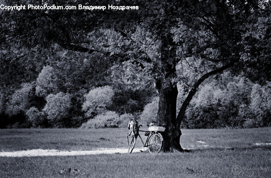 Plant, Tree, Oak, Wood, Carriage, Horse Cart, Vehicle