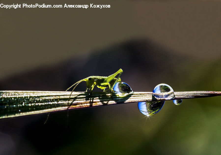 Anisoptera, Dragonfly, Insect, Invertebrate, Iguana, Lizard, Reptile