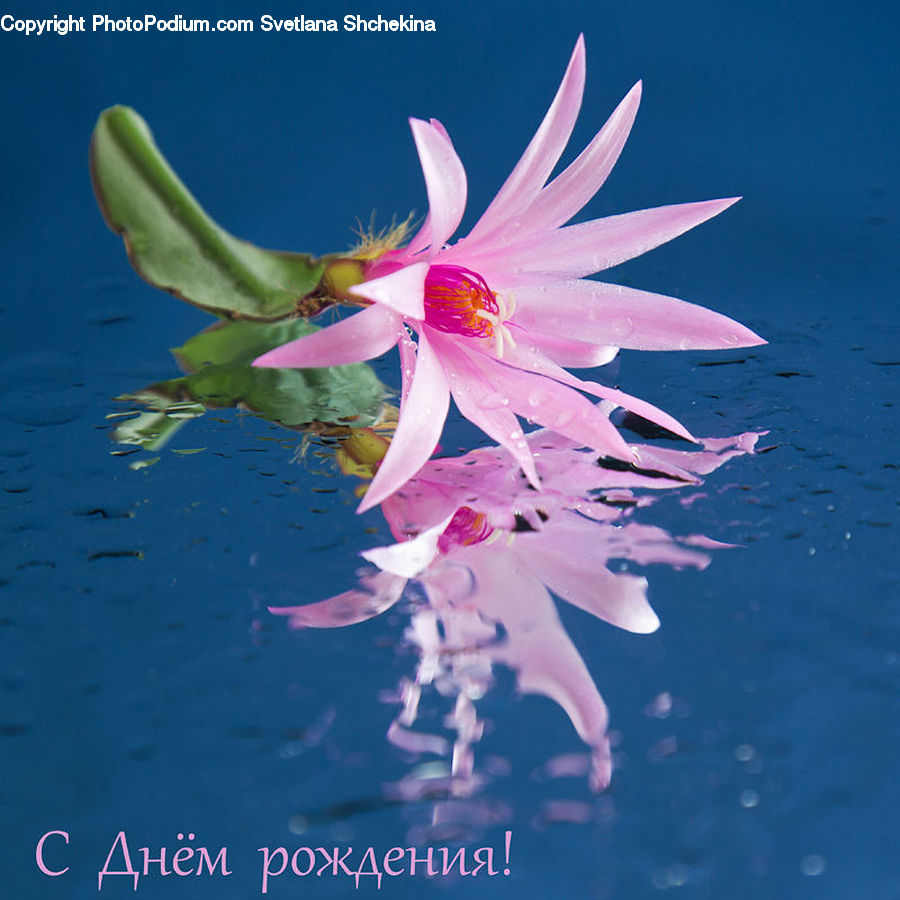 Flower, Lily, Plant, Pond Lily, Blossom, Flora, Flower Arrangement