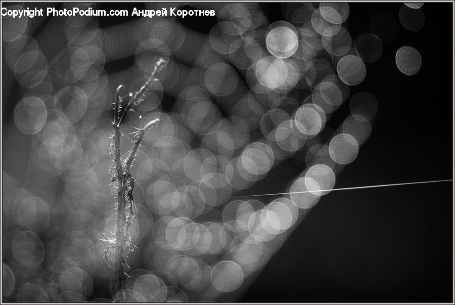 X-Ray, Accessories, Bead, Prayer Beads, Bling, Lighting, Plant